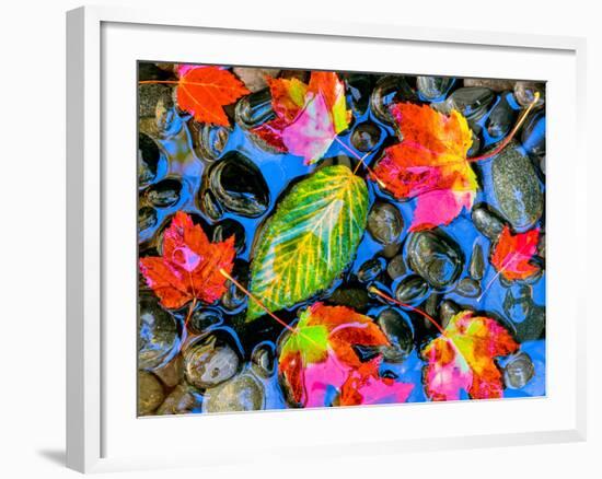 Fall leaves on black rocks in water-null-Framed Photographic Print