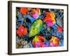 Fall leaves on black rocks in water-null-Framed Photographic Print