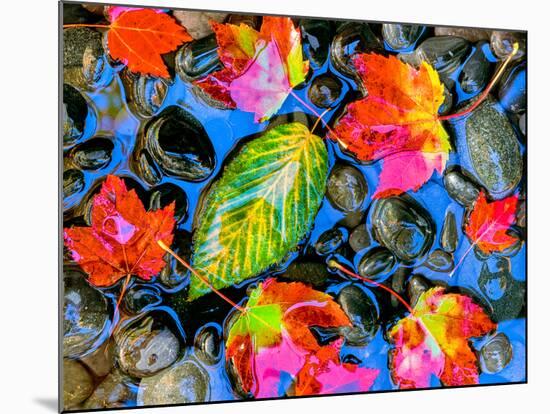 Fall leaves on black rocks in water-null-Mounted Photographic Print