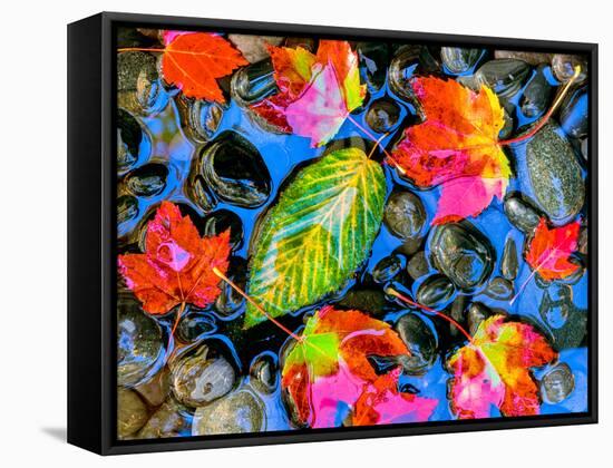 Fall leaves on black rocks in water-null-Framed Stretched Canvas