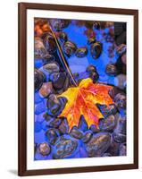 Fall leaves on black rocks in water-null-Framed Photographic Print