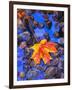 Fall leaves on black rocks in water-null-Framed Photographic Print