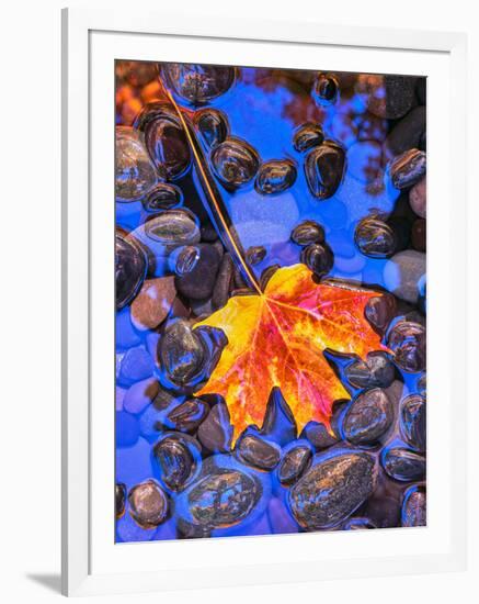 Fall leaves on black rocks in water-null-Framed Photographic Print