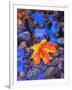 Fall leaves on black rocks in water-null-Framed Photographic Print