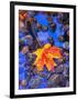 Fall leaves on black rocks in water-null-Framed Photographic Print
