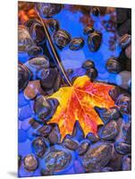 Fall leaves on black rocks in water-null-Mounted Photographic Print