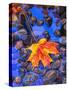 Fall leaves on black rocks in water-null-Stretched Canvas