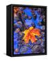 Fall leaves on black rocks in water-null-Framed Stretched Canvas