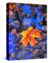 Fall leaves on black rocks in water-null-Stretched Canvas