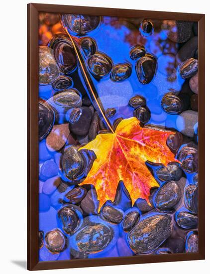 Fall leaves on black rocks in water-null-Framed Photographic Print