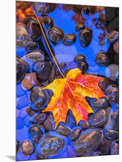 Fall leaves on black rocks in water-null-Mounted Photographic Print