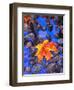 Fall leaves on black rocks in water-null-Framed Photographic Print