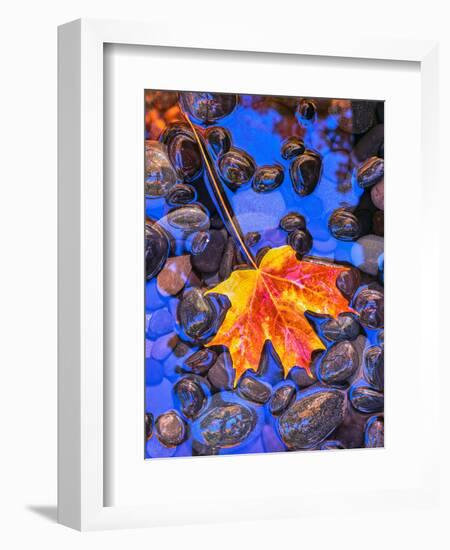 Fall leaves on black rocks in water-null-Framed Photographic Print