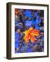 Fall leaves on black rocks in water-null-Framed Photographic Print