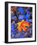 Fall leaves on black rocks in water-null-Framed Photographic Print