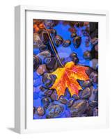 Fall leaves on black rocks in water-null-Framed Photographic Print