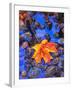 Fall leaves on black rocks in water-null-Framed Premium Photographic Print