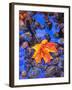 Fall leaves on black rocks in water-null-Framed Premium Photographic Print