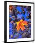 Fall leaves on black rocks in water-null-Framed Premium Photographic Print