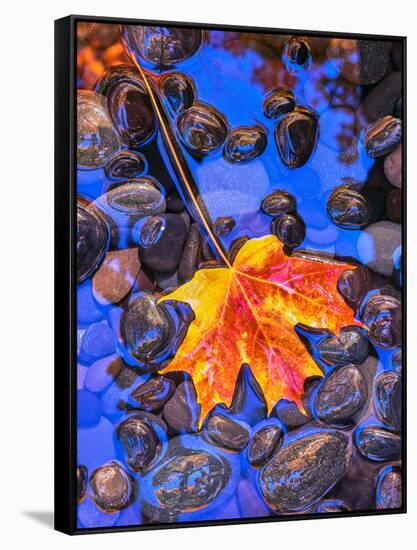 Fall leaves on black rocks in water-null-Framed Stretched Canvas