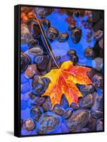 Fall leaves on black rocks in water-null-Framed Stretched Canvas