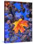 Fall leaves on black rocks in water-null-Stretched Canvas
