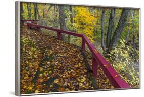 Fall Leaves on Fall Fork of Clifty Creek Near Newbern, Indiana-Chuck Haney-Framed Photographic Print