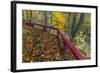 Fall Leaves on Fall Fork of Clifty Creek Near Newbern, Indiana-Chuck Haney-Framed Photographic Print