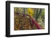 Fall Leaves on Fall Fork of Clifty Creek Near Newbern, Indiana-Chuck Haney-Framed Photographic Print