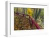 Fall Leaves on Fall Fork of Clifty Creek Near Newbern, Indiana-Chuck Haney-Framed Photographic Print