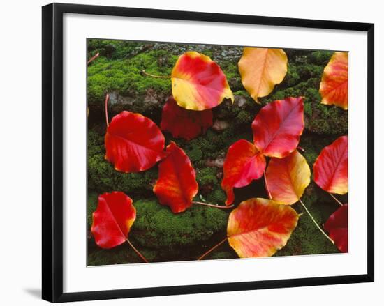 Fall Leaves Sacramento CA USA-null-Framed Photographic Print