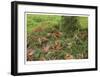 Fall Leaves-Donald Paulson-Framed Giclee Print