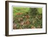 Fall Leaves-Donald Paulson-Framed Giclee Print