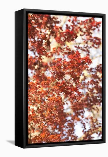 Fall Leaves-Karyn Millet-Framed Stretched Canvas