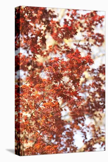 Fall Leaves-Karyn Millet-Stretched Canvas