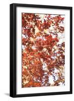 Fall Leaves-Karyn Millet-Framed Photographic Print