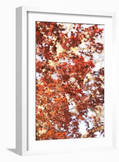 Fall Leaves-Karyn Millet-Framed Photographic Print