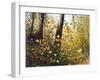 Fall Leaves-Miguel Dominguez-Framed Giclee Print