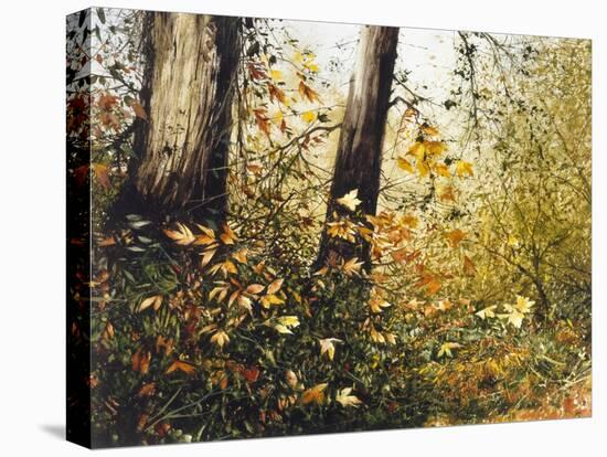 Fall Leaves-Miguel Dominguez-Stretched Canvas