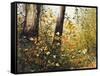 Fall Leaves-Miguel Dominguez-Framed Stretched Canvas