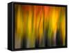 Fall Light 2-Ursula Abresch-Framed Stretched Canvas