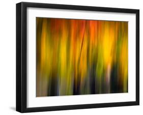 Fall Light 2-Ursula Abresch-Framed Photographic Print