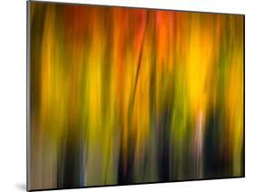 Fall Light 2-Ursula Abresch-Mounted Photographic Print