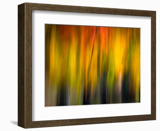 Fall Light 2-Ursula Abresch-Framed Photographic Print