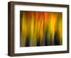 Fall Light 2-Ursula Abresch-Framed Photographic Print