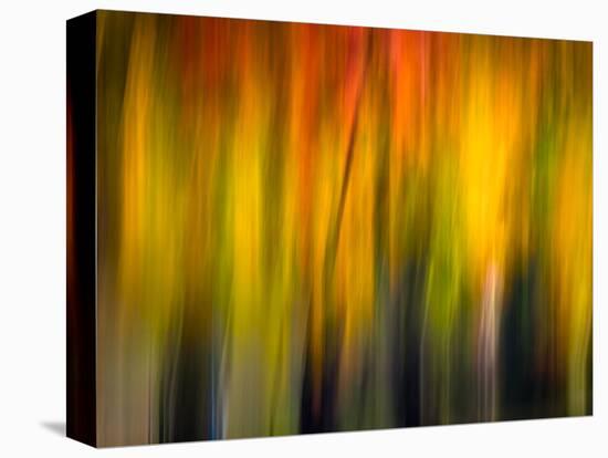 Fall Light 2-Ursula Abresch-Stretched Canvas