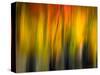 Fall Light 2-Ursula Abresch-Stretched Canvas