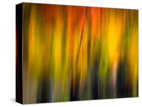 Fall Light 2-Ursula Abresch-Stretched Canvas