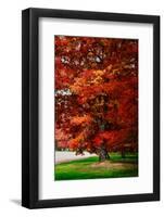 Fall Magic-Philippe Sainte-Laudy-Framed Photographic Print