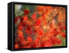 Fall Maple Leaves-Janell Davidson-Framed Stretched Canvas